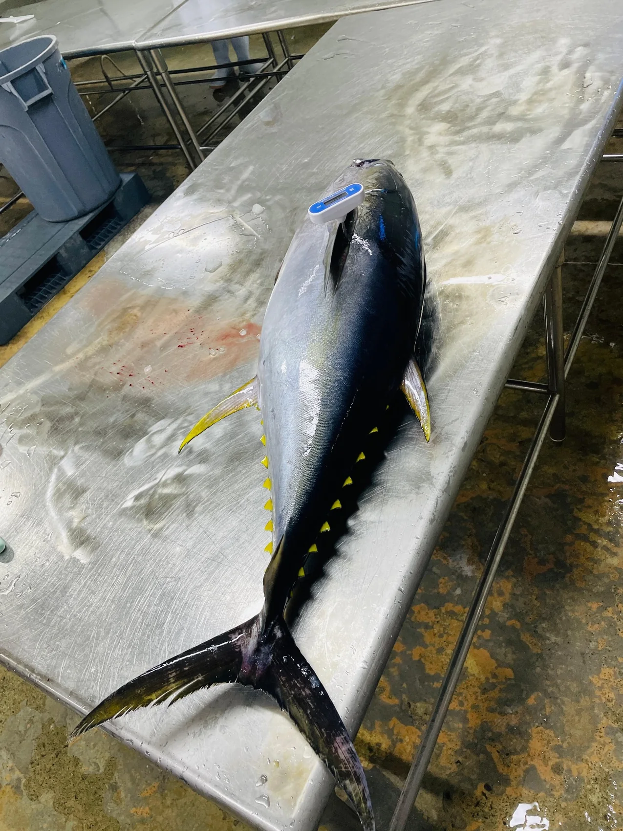 Whole Yellowfin tuna